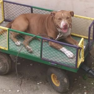 Meet your Posher, Sandy